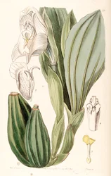 Anguloa uniflora